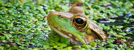 Head of a green frog emerges from a pond covered with duckweed.